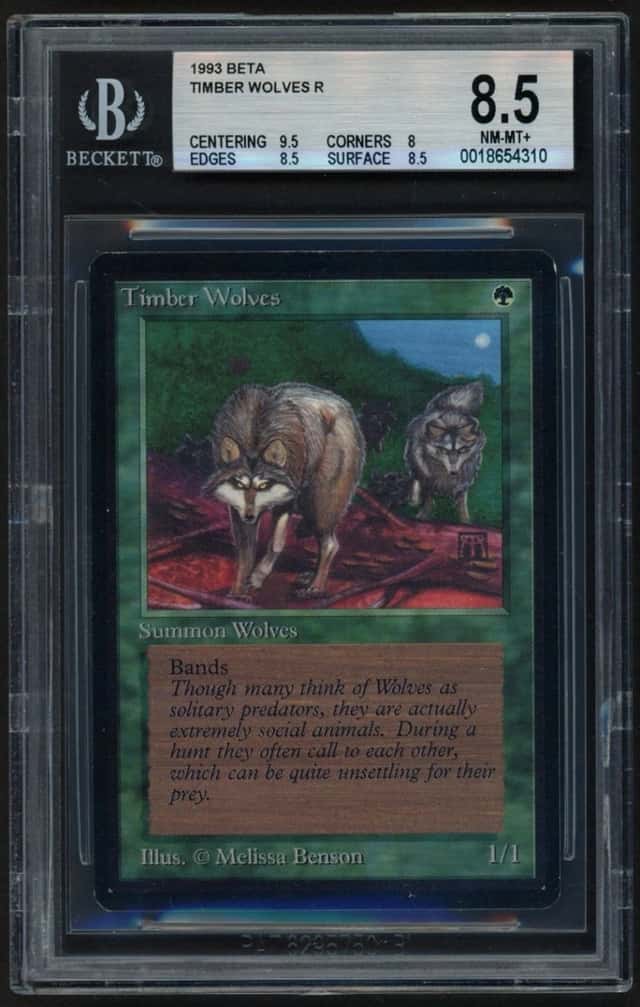 Timber Wolves