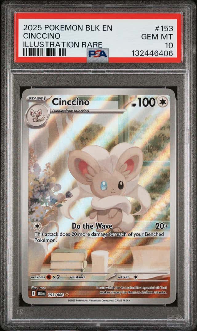 Cinccino