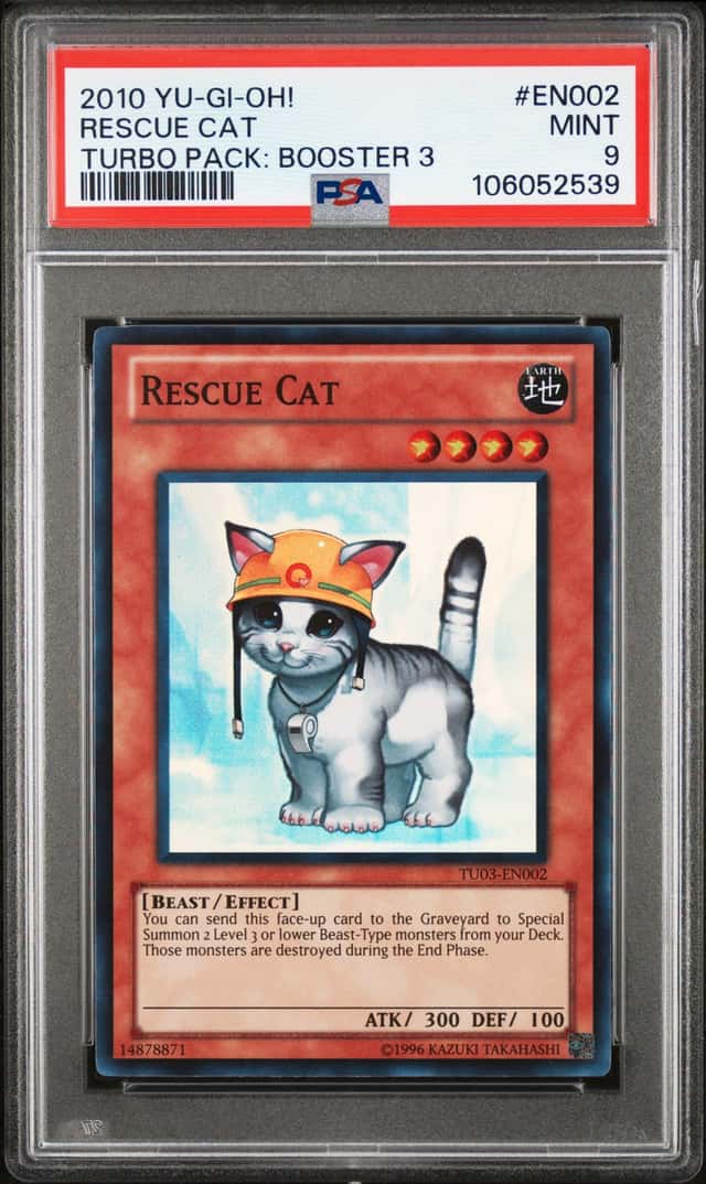 Rescue Cat