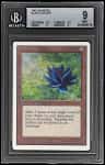 Black Lotus