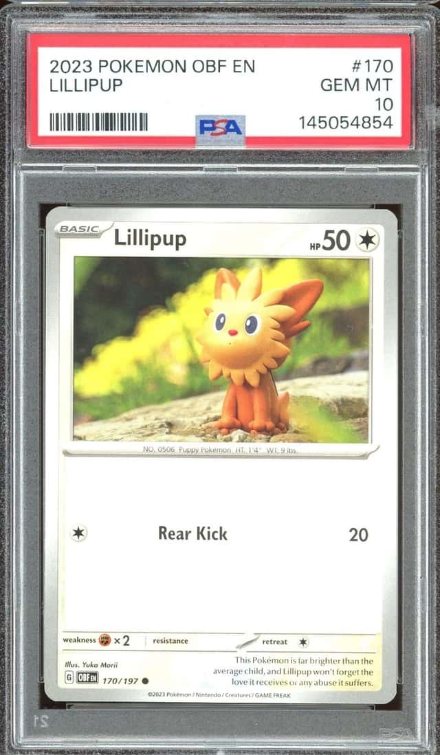 Lillipup