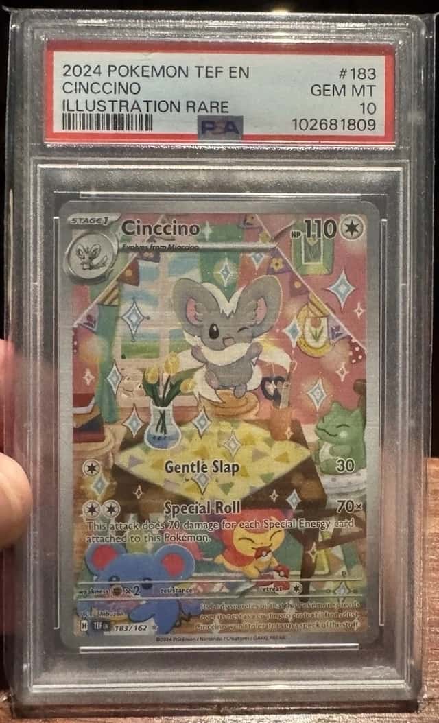 Cinccino