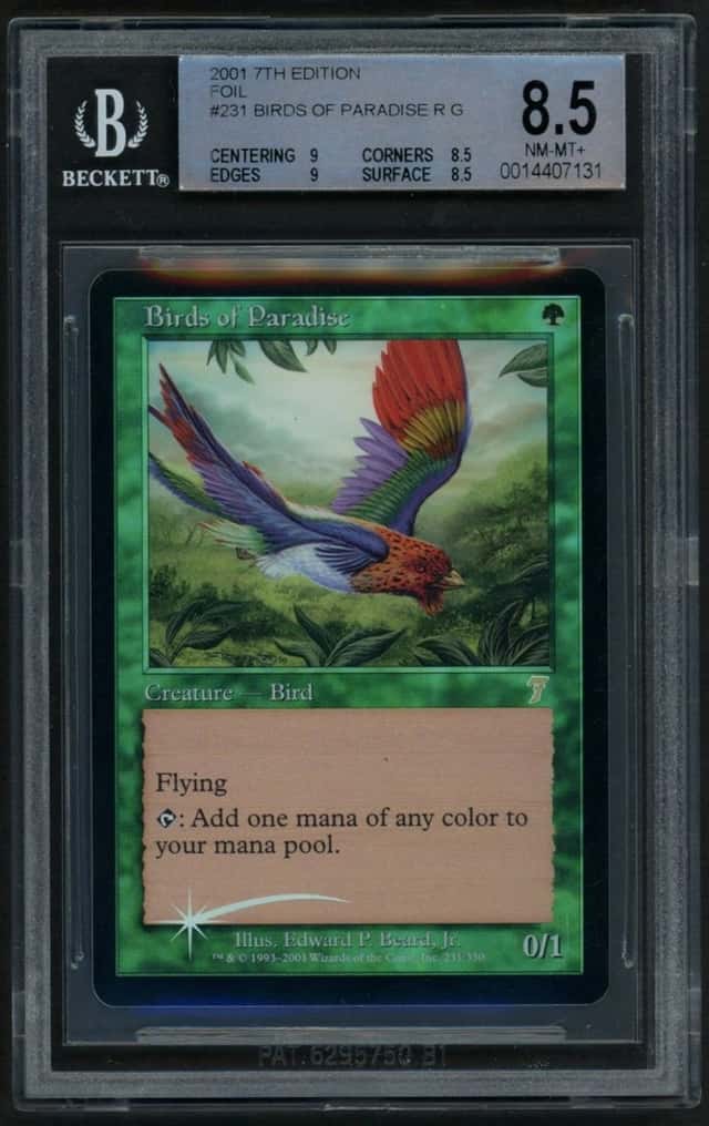 Birds of Paradise R :G: