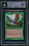Birds Of Paradise R :g: