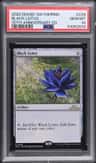 Black Lotus
