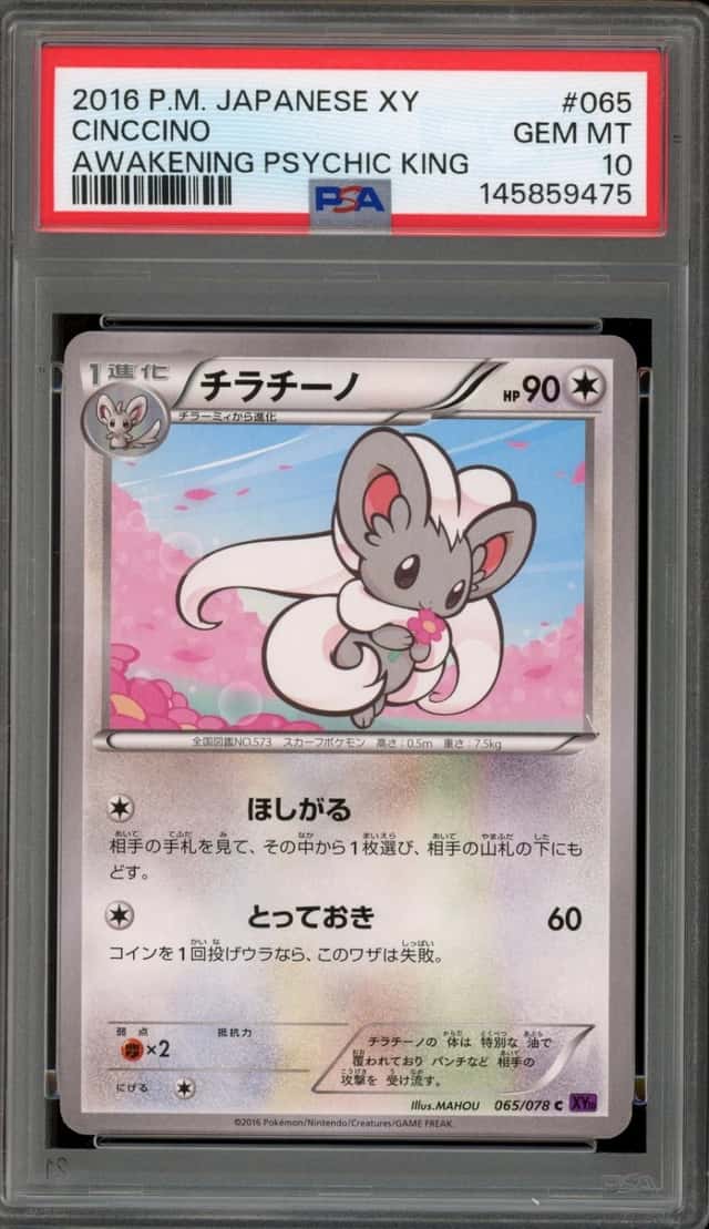Cinccino