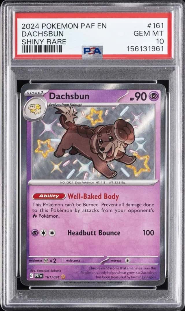 Dachsbun