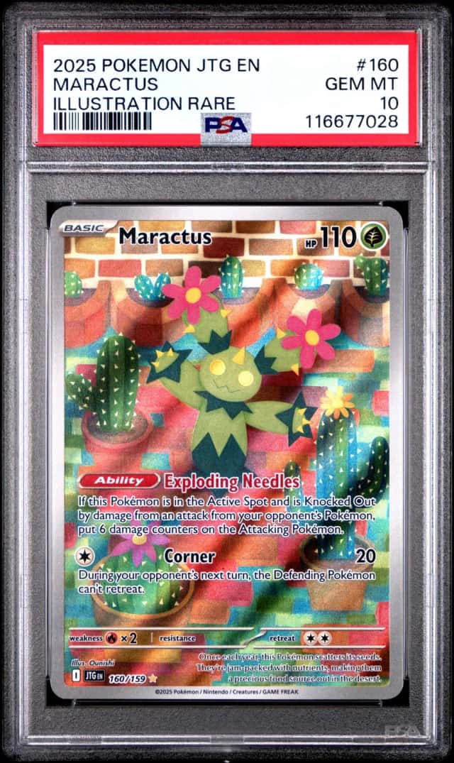 Maractus