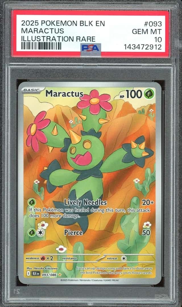 Maractus