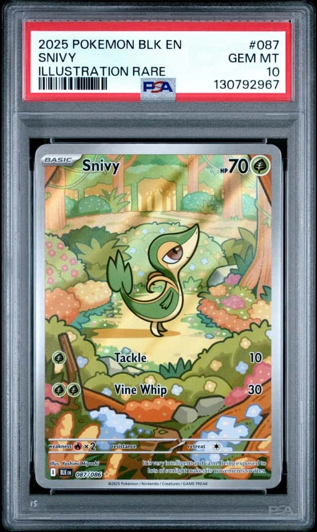 Snivy