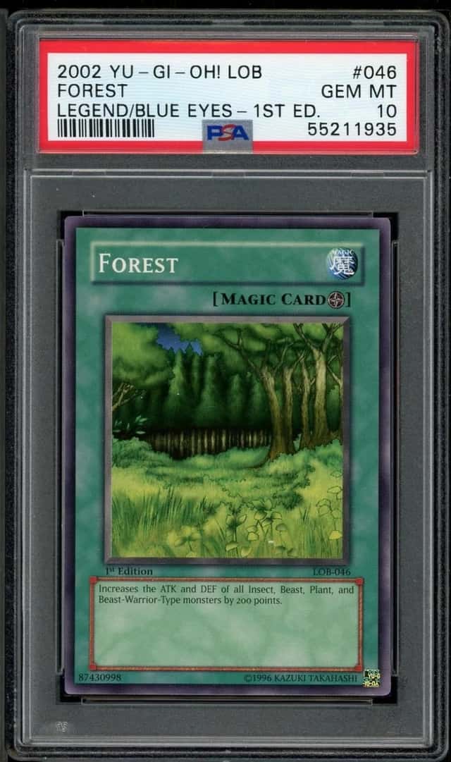FOREST