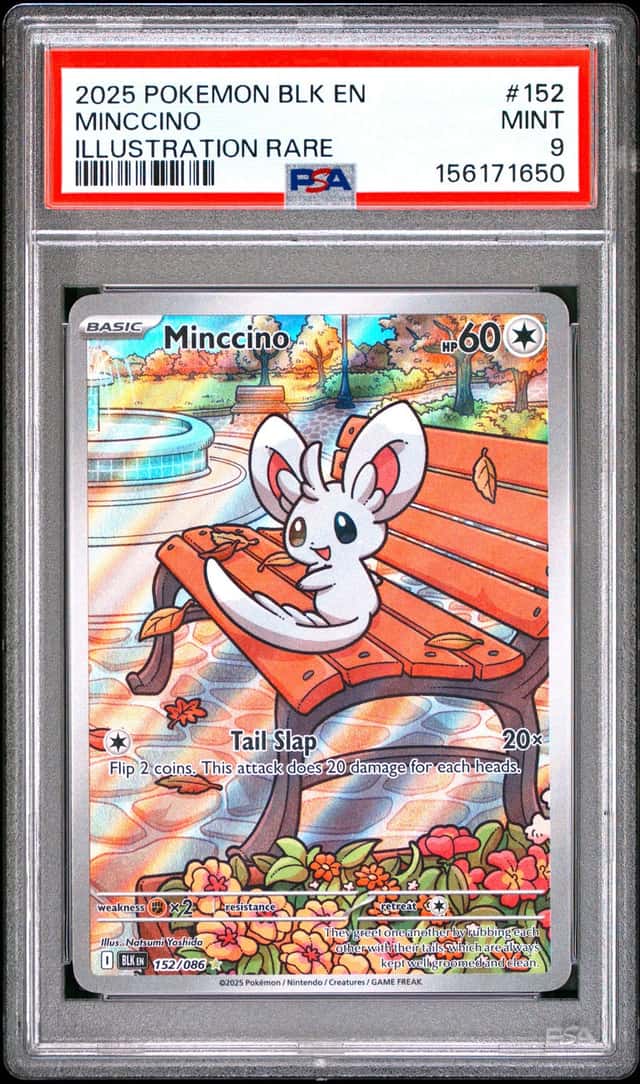 Minccino