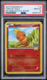 Torchic