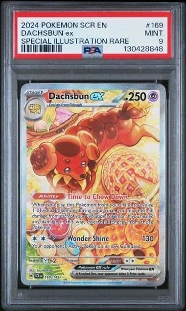 DACHSBUN ex