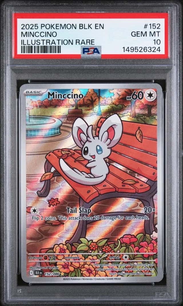 Minccino