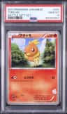 Torchic