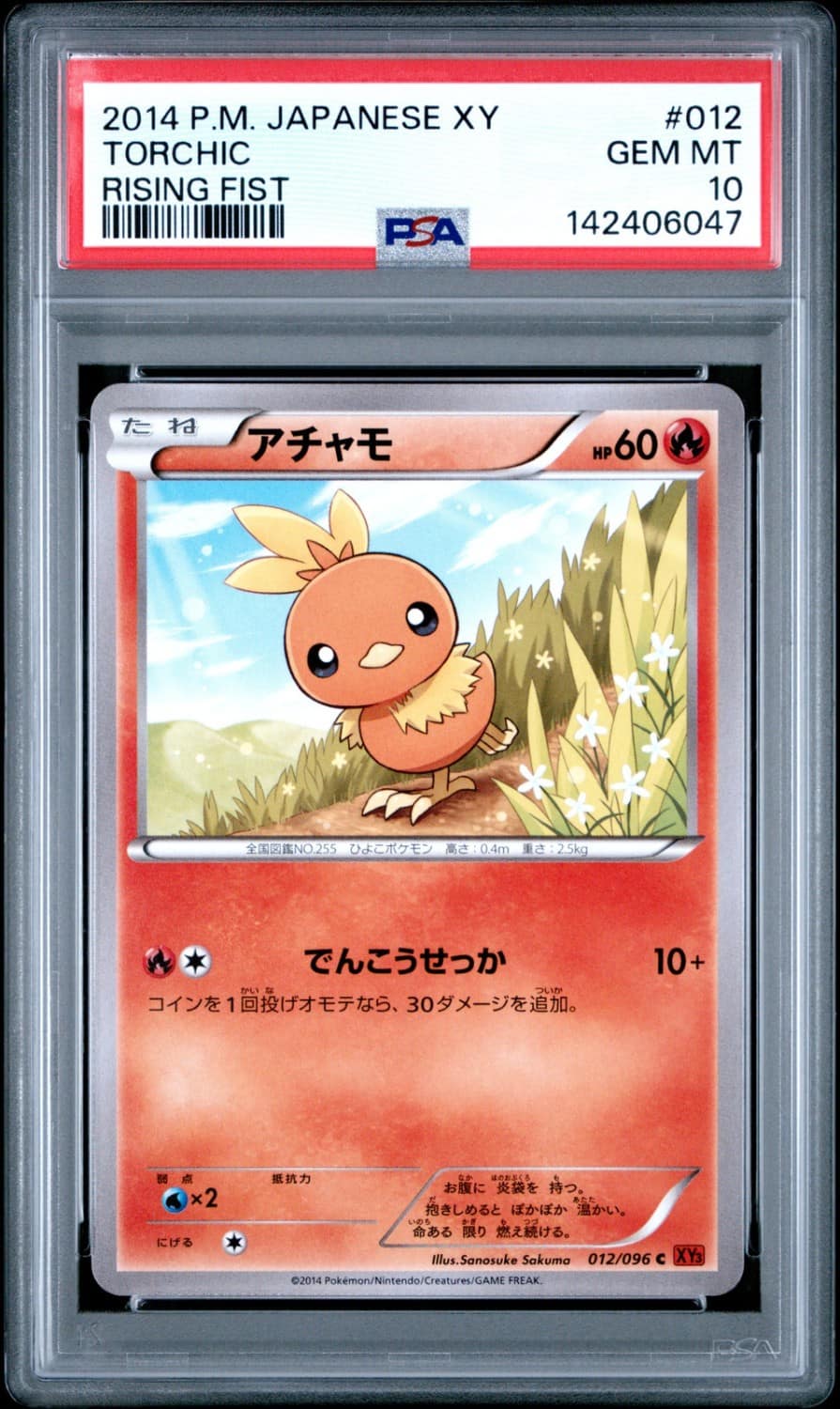 Torchic