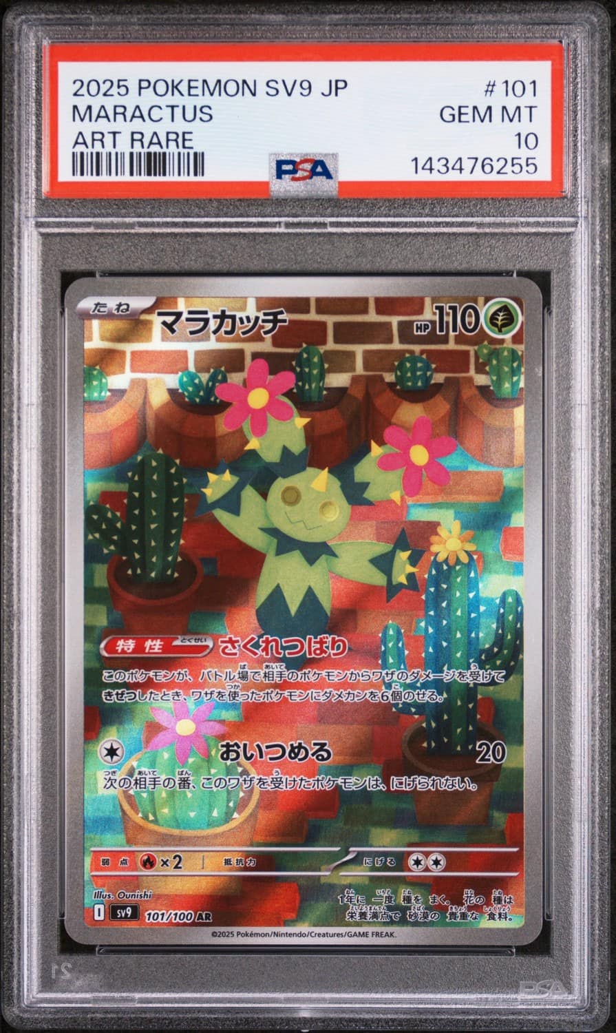 Maractus
