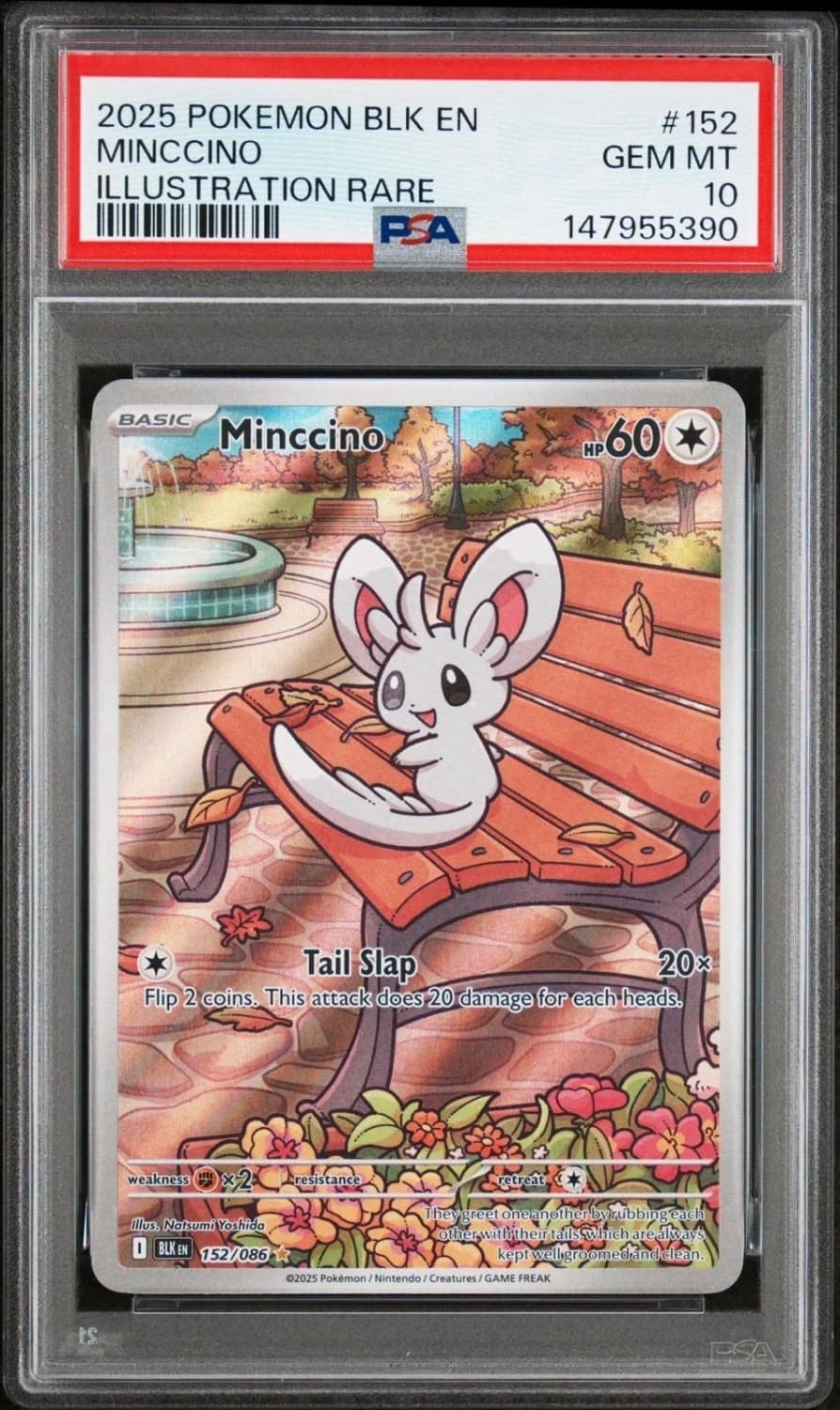 Minccino