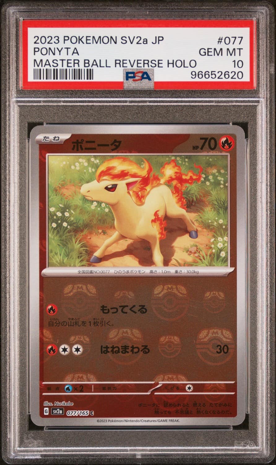 Ponyta