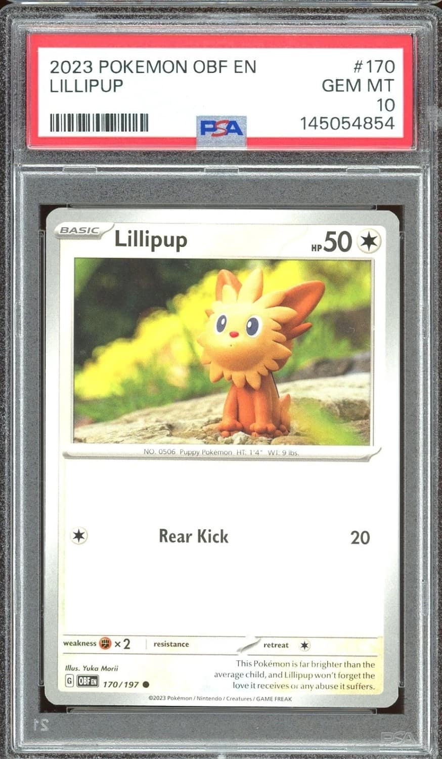 Lillipup