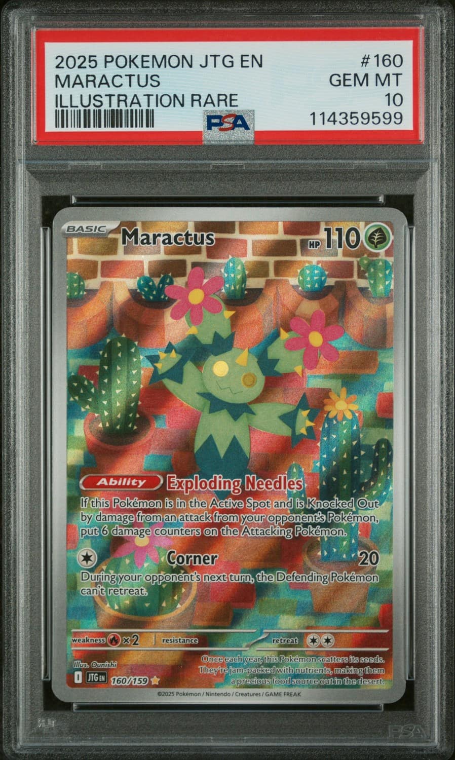 Maractus