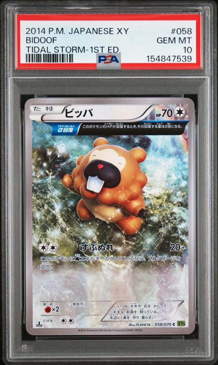 Bidoof