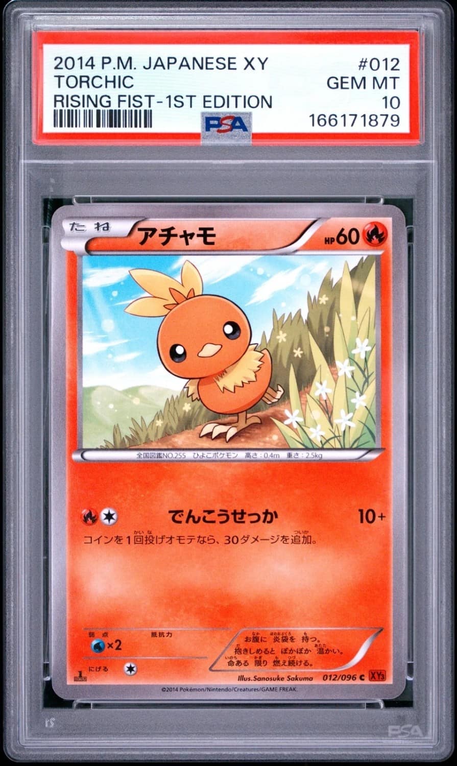 Torchic