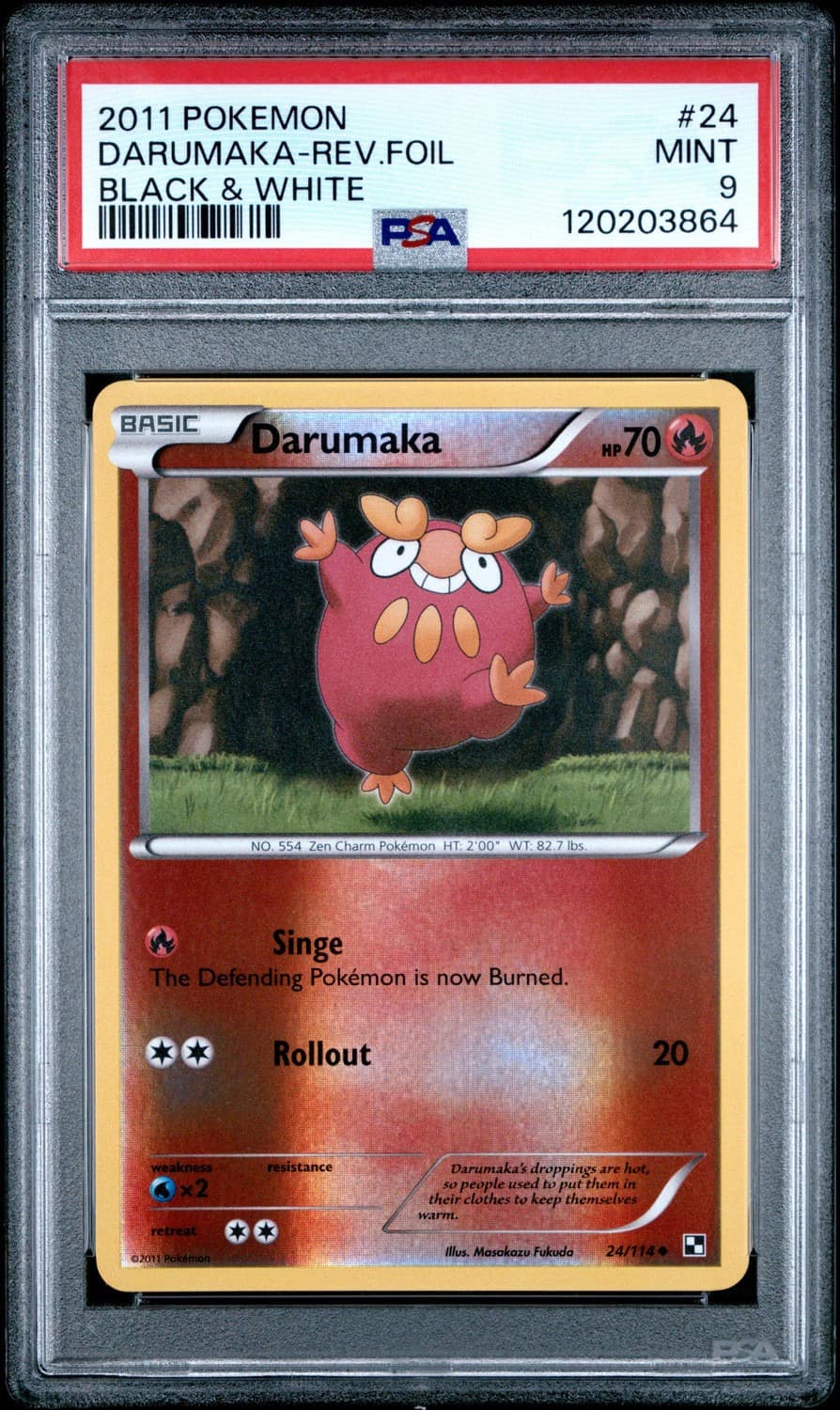 Darumaka