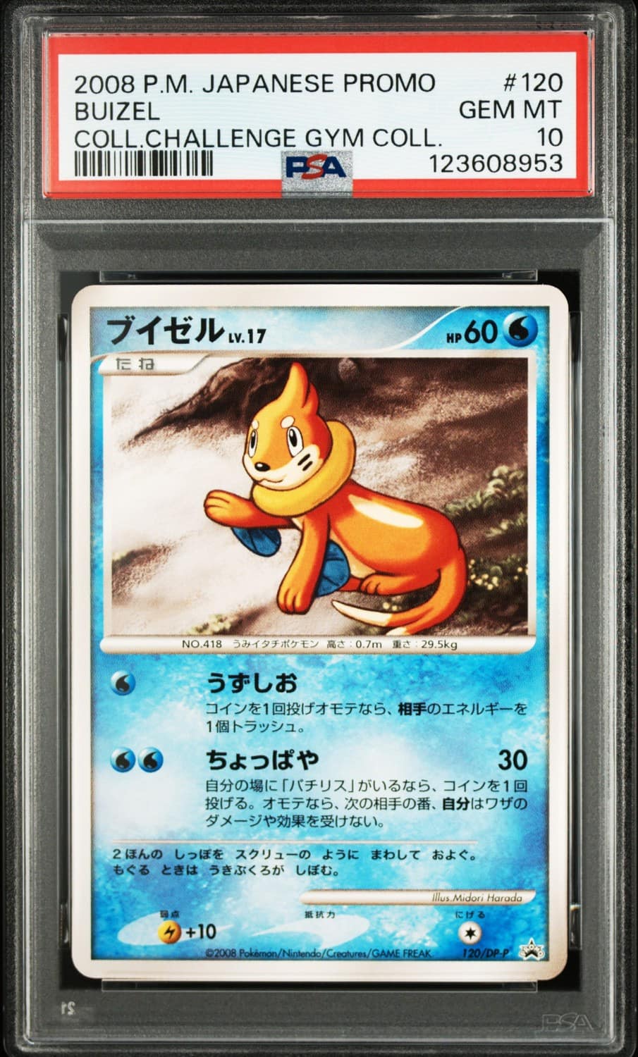 Buizel