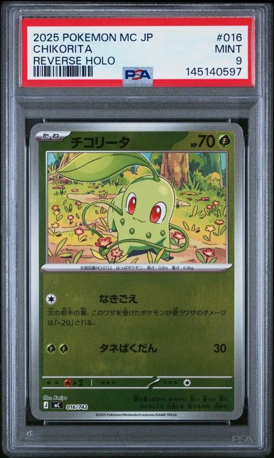 Chikorita