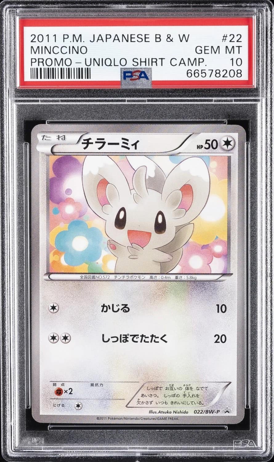 Minccino