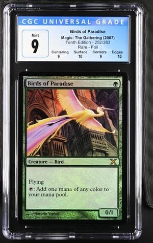 Birds Of Paradise