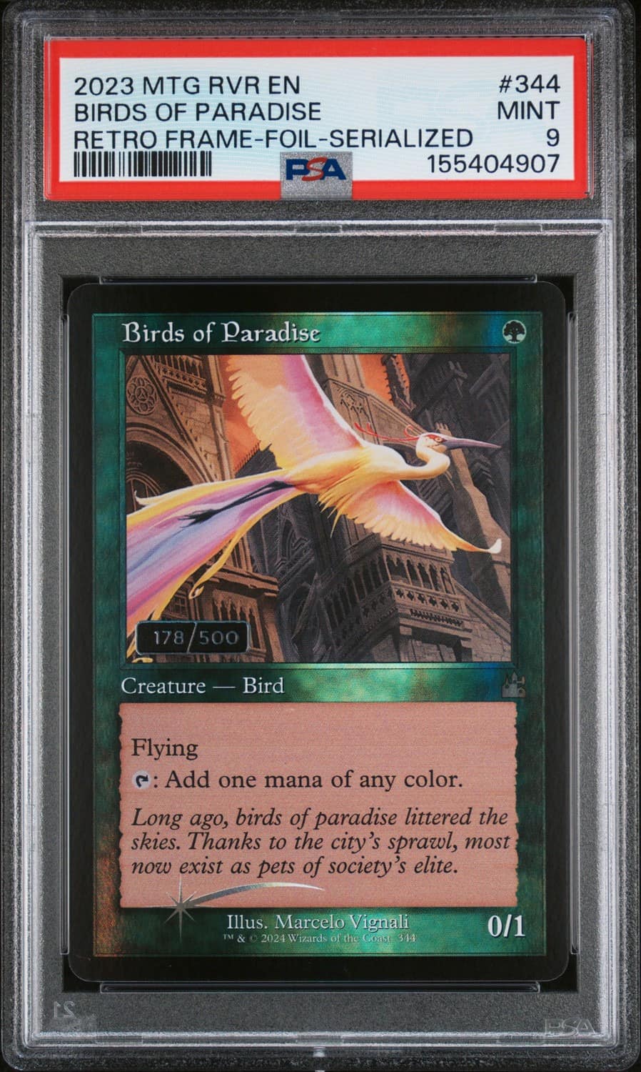 Birds Of Paradise