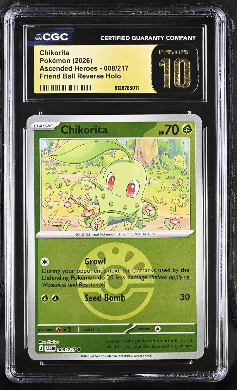 Chikorita