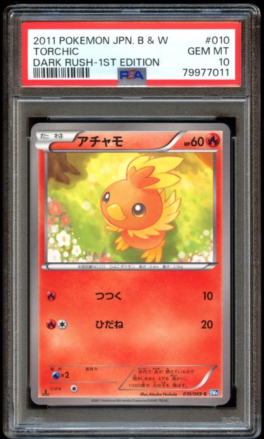 Torchic