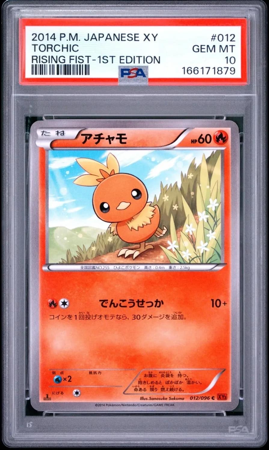 Torchic