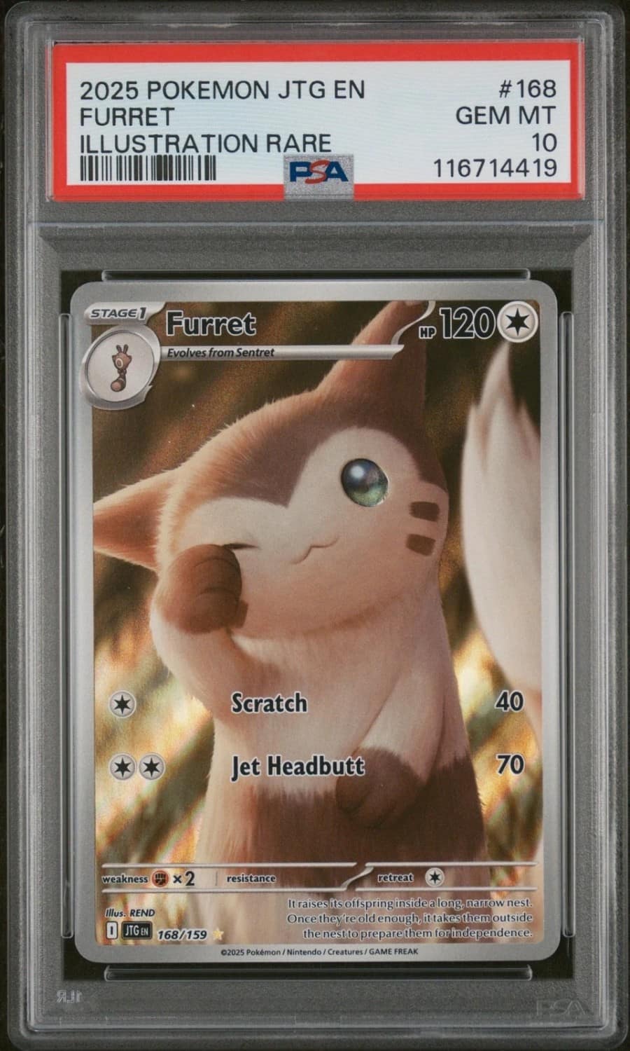 Furret