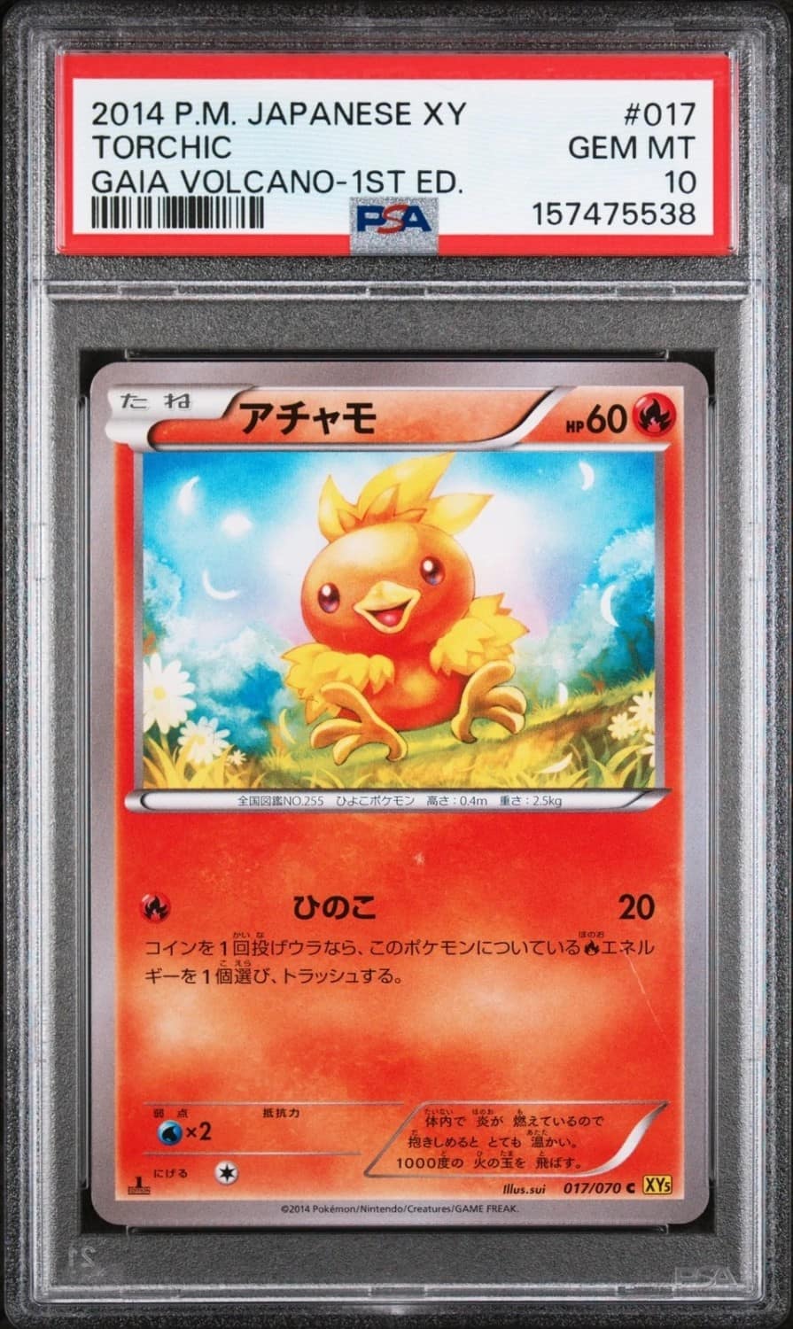 Torchic