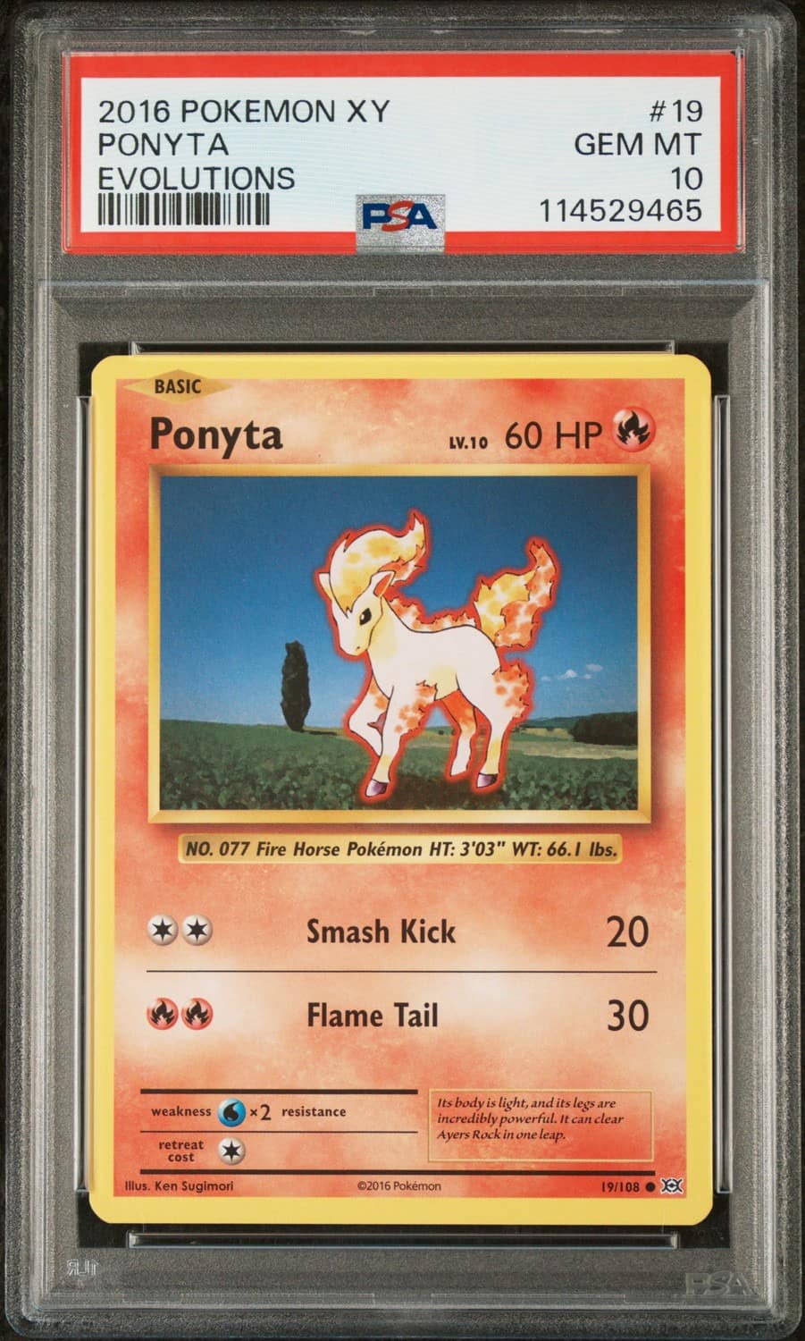 Ponyta