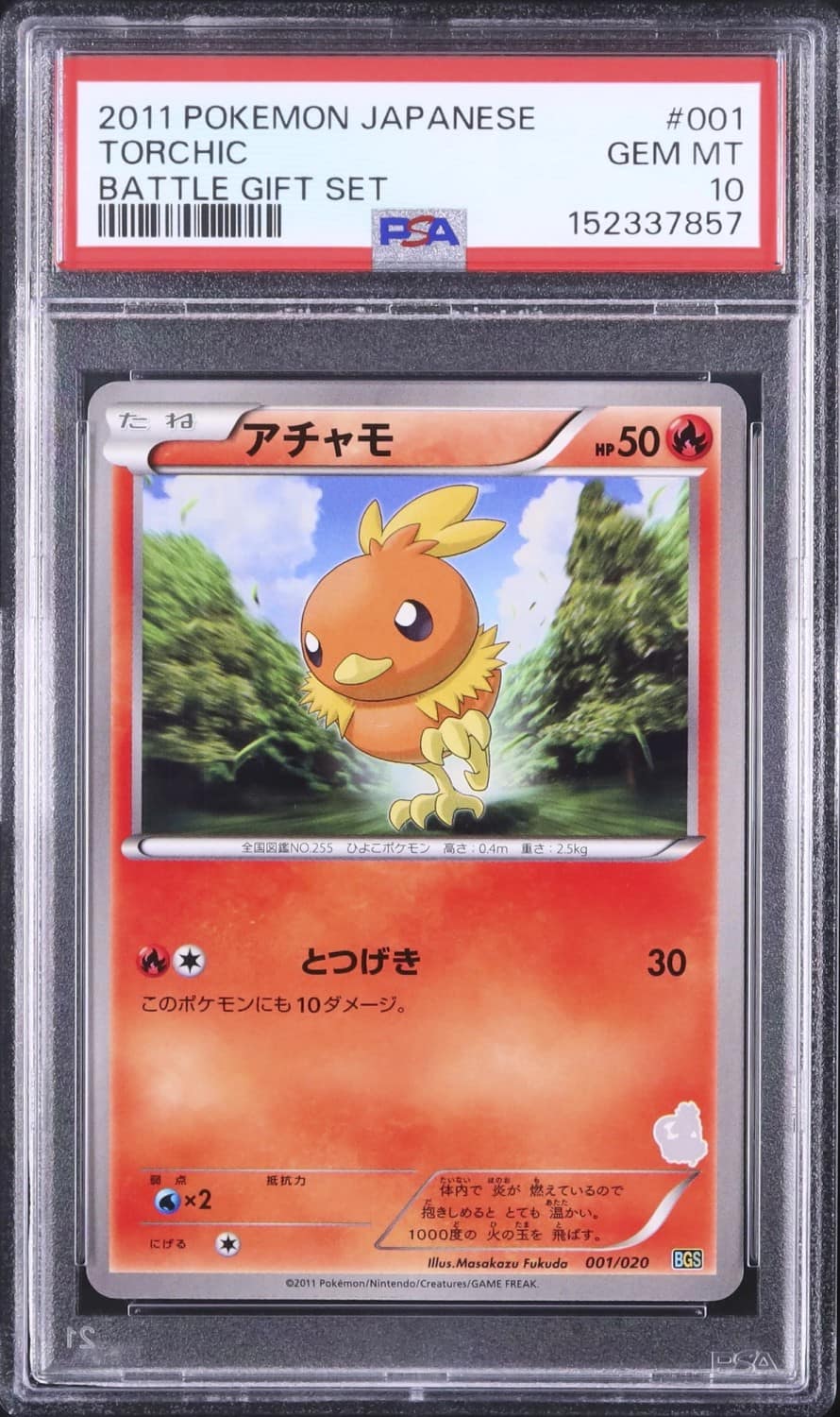 Torchic