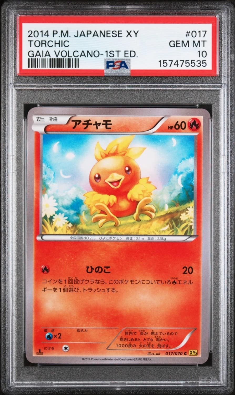 Torchic
