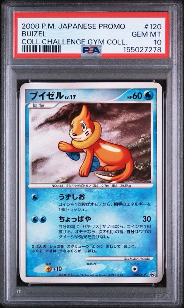 Buizel